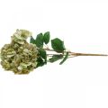 Floristik24 Hortensia bukett kunstgrønn, brun 5 blomster 48cm