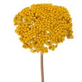 Floristik24 Achillea Natur Gelb Ryllik Tørkede Blomster Gule 1kg