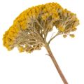 Achillea Natur Gelb Ryllik