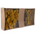 Achillea Natur Gelb Ryllik