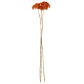 Tørkede ryllikblomster fra Achillea Orange, 45–60 cm, 1 kg | Floristik24.no