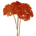 Tørkede ryllikblomster fra