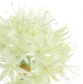Floristik24 Allium kremhvit L76cm