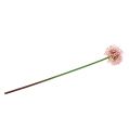 Floristik24 Allium kunstig rosa 51cm