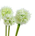 Floristik24 Allium 35cm hvit 6stk
