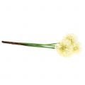 Floristik24 Prydløk Allium kunsthvit 51cm 4stk