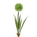 Floristik24 Allium grønn L37,5cm 4stk