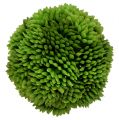 Floristik24 Alliumkule 5cm grønn 4stk