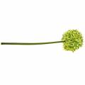 Floristik24 Prydløk Allium, silkeblomst, kunstig purregrønn Ø20cm L72cm
