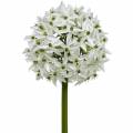 Floristik24 Dekorativ blomst Allium, kunstig kule purre, prydløk hvit Ø20cm L72cm