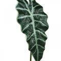 Floristik24 Kunstig pilblad kunstig plante alocasia deco green 74cm