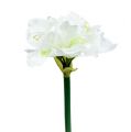 Floristik24 Amaryllis blomst hvit L 73cm 2stk