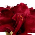 Floristik24 Amaryllis mørk rød L 73cm 2stk