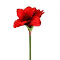 Floristik24 Amaryllis rød L 68cm 1p