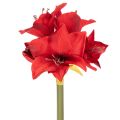 Floristik24 Kunstig rød amaryllisblomst med stilk, blomsterdekorasjon til jul, 50 cm