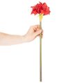 Kunstig rød amaryllisblomst med stilk, blomsterdekorasjon til jul, 50 cm | Floristik24.no