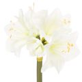 Floristik24 Kunstig amaryllisblomst, hvit, med stilk, advent og jul, 50 cm
