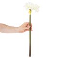 Kunstig amaryllisblomst, hvit, med stilk, advent og jul, 50 cm | Floristik24.no