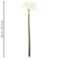 Kunstig amaryllisblomst, hvit, med stilk, advent og jul, 50 cm | Floristik24.no