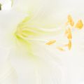 Kunstig amaryllisblomst, hvit, med stilk, advent og jul, 50 cm | Floristik24.no