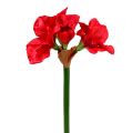 Floristik24 Amaryllis mørk rød 72,5cm