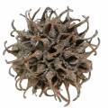 Sweetgum kjegler naturvasket hvit 250g | Floristik24.no