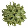 Floristik24 Sweetgum kjegler grønn frostet 250g