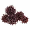 Floristik24 Sweetgum-kjegler rød frostet 250 g