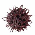Sweetgum-kjegler rød frostet 250 g | Floristik24.no