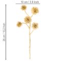 Kunstig ravfruktgren, gulldekorasjon, 26 cm bunt med 6 | Floristik24.no