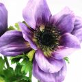 Floristik24 Kunstig anemone, silkeblomst, kunstig plante med blomster lilla L55cm