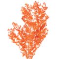 Floristik24 Tørkede aspargesblomster gren dekorativ asparges farget 65 cm 80 g