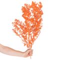 Tørkede aspargesblomster gren dekorativ asparges farget 65 cm 80 g | Floristik24.no