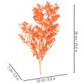 Tørkede aspargesblomster gren dekorativ asparges farget 65 cm 80 g | Floristik24.no