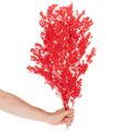 Tørket aspargesbunke til blomsteroppsatser 65 cm 80 g | Floristik24.no