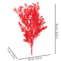 Tørket aspargesbunke til blomsteroppsatser 65 cm 80 g | Floristik24.no