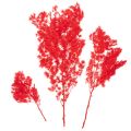 Tørket aspargesbunke til blomsteroppsatser 65 cm 80 g | Floristik24.no