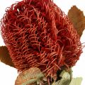 Floristik24 Banksia Baxteri Exotic Banksia Tørkede Blomster Rød 10stk
