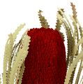 Floristik24 Banksia Hookerana rød 7stk
