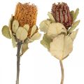 Floristik24 Banksia coccinea tørkede blomster natur 10stk