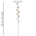 Kunstig bomullsgren med 8 ekte blomster, 78 cm | Floristik24.no