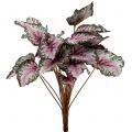 Floristik24 Begonia buskegrønn, fiolett 34cm