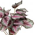 Floristik24 Begonia buskegrønn, fiolett 34cm