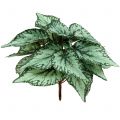 Floristik24 Kunstig begoniabusk kunstig plante grønn 34cm
