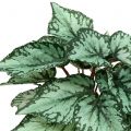 Floristik24 Kunstig begoniabusk kunstig plante grønn 34cm