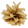 Floristik24 Fjellkongler Pinus mugo krem 2-5cm 1kg