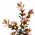 Floristik24 Buxus dekorativ gren høstlig 50cm