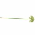 Floristik24 Allium kunstig hvit 55cm