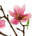 Floristik24 Magnolia mini rosa, rosa L53cm 3stk