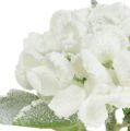 Floristik24 Hortensia hvit snødd 33cm 4stk